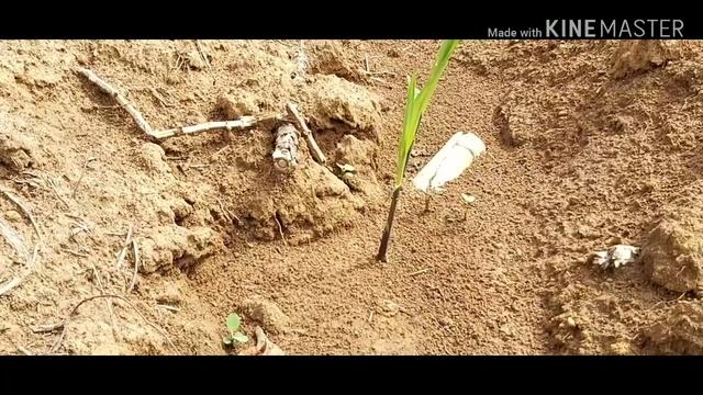 How to plant sweet sugar cane! смотреть онлайн