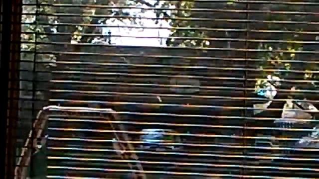 A Bird Tries To Fly Throw My Window смотреть онлайн