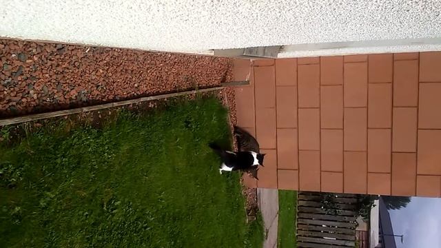 THE TIGER CAT HOW GOES TO MY WINDOW TO FIGHT MY BLACK #WITE CAT GETS PA смотреть онлайн