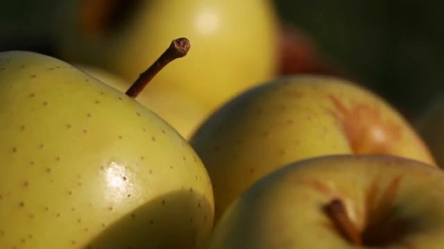 Golden Delicious video HD смотреть онлайн