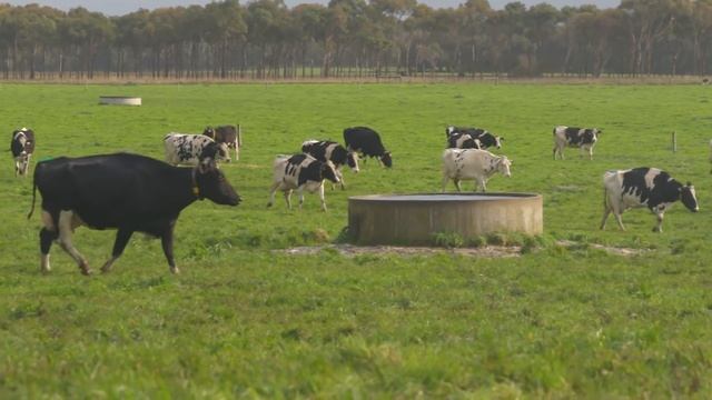 Port Mac Dairy Saves $9,000 Per Year On Energy Bills | Make it Cheaper Energy Savings Stories смотреть онлайн