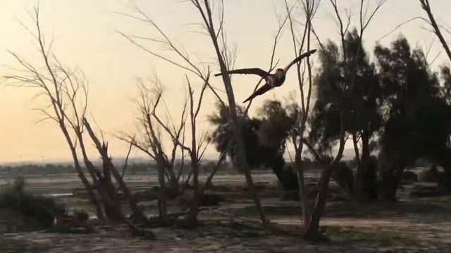 Free Flight Macaws смотреть онлайн