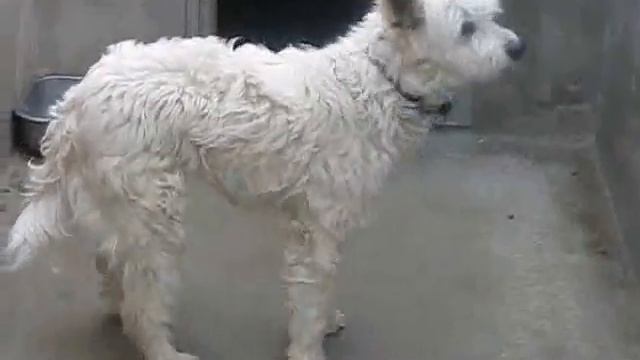 Adoption underway! Wonderful Terrier Mix - available Jan. 2nd.wmv смотреть онлайн