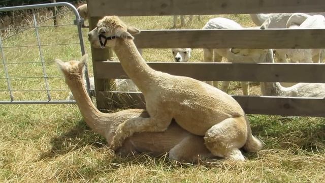Alpacas Mating in New Plymouth, New Zealand смотреть онлайн
