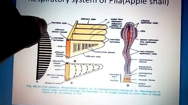 Respiratory system of Pila (Apple snail) part 1 by amit devaliya смотреть онлайн