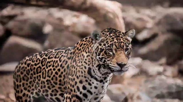 Jaguar Sound / Jaguar Voice / Wild Animal Sounds смотреть онлайн