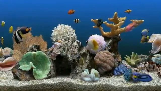 Fishie Windows 7 Background Dreamscene YouTube смотреть онлайн