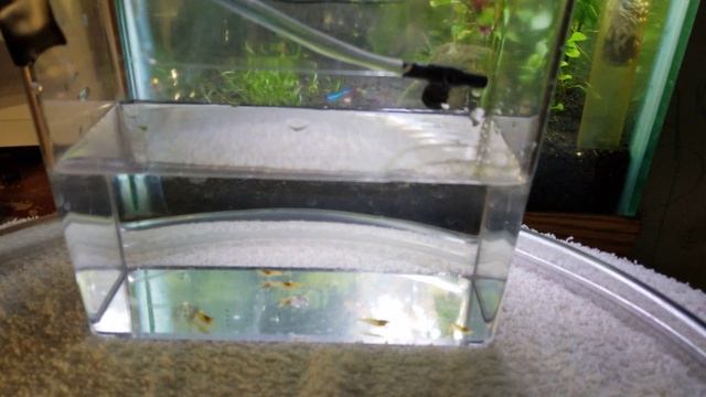 Yellow Neo Shrimp, Moving Culls to a Different Tank смотреть онлайн
