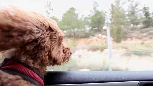 Dog in a Car ....want to See outside the window смотреть онлайн