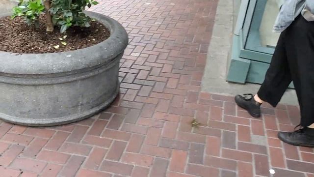 Apple Store and Pioneer Mall in Portland, Oregon. смотреть онлайн