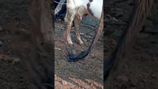 молбозори шахри Вахдат Ffermer tj смотреть онлайн