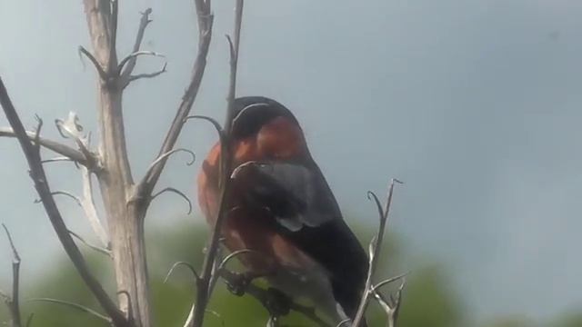 Male Bullfinch sitting in the window смотреть онлайн