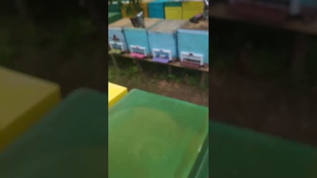 Покупка пчёл. смотреть онлайн