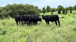 Бычки мясной породы Абердин+ Калмычка на выпасе| Телки, Нетели продажа 89606204820