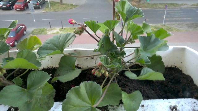 Lumia 640 video sample - Windows Phone - wpworld.pl смотреть онлайн