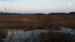 охота на гуся отличьно👍