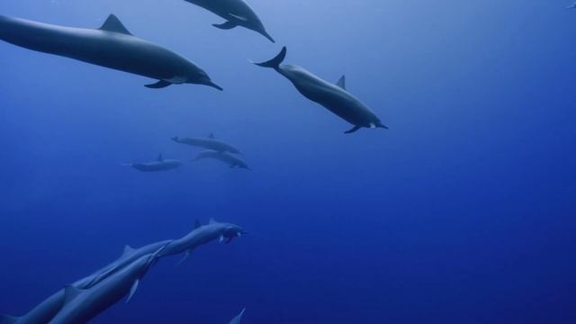 Costa Rica Dolphin Pod | MacOS Sonoma Live Wallpaper смотреть онлайн