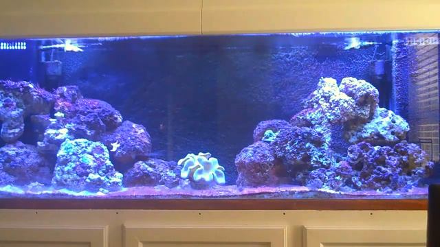 Saltwater Tank Rebuild Episode 1 Display Tank Before Rebuild смотреть онлайн
