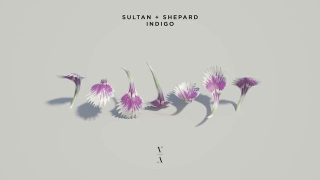 Sultan + Shepard - Indigo