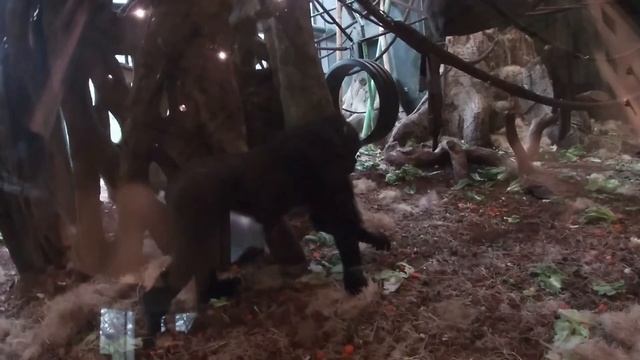 The Center for African Apes at the Lincoln Park Zoo | Ep. 15 смотреть онлайн