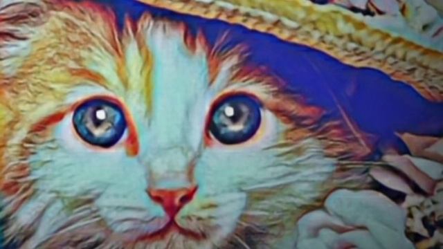 "DREAMS" .. Tribute to the CATS BAND - KEES PLAT .. YMC - Lyrics смотреть онлайн