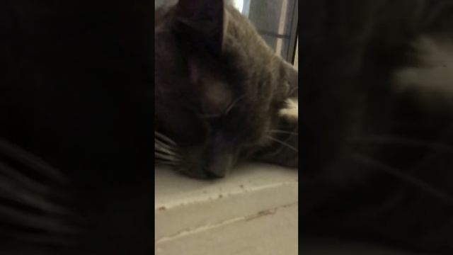 I found looking for Thunder he fall sleeping at the window Apartment Home Living Room смотреть онлайн