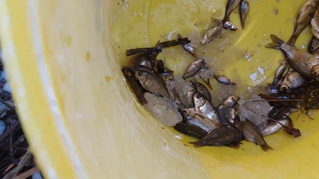 Как поймать много живца смотреть онлайн