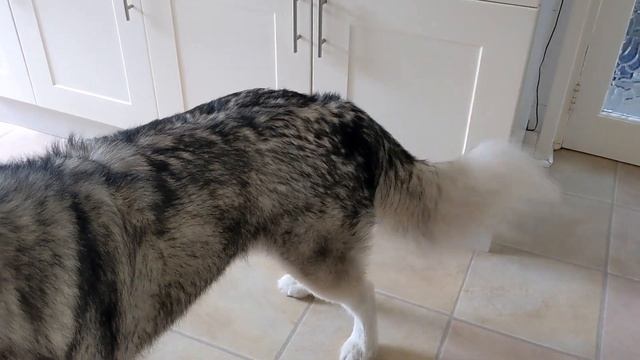 Carrot Window Has CAKE! Malamute Charms For Food! смотреть онлайн