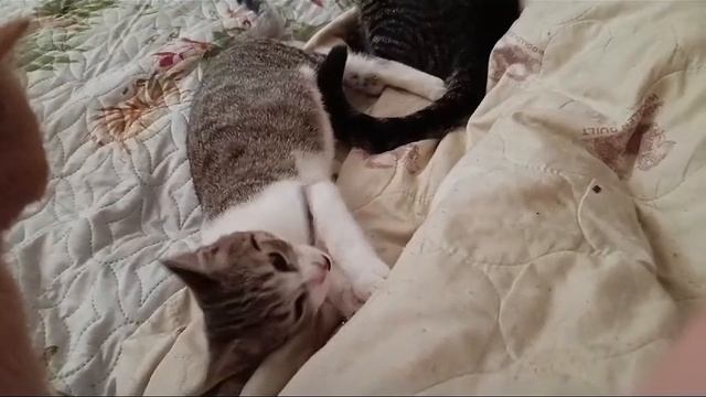 Что творят с Котами Палочки МАТАТАБИ смотреть онлайн