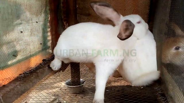 Successful Rabbits Mating .... Rabbit Breeding смотреть онлайн