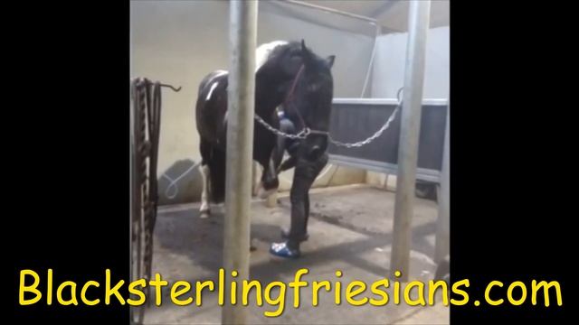 Alessandro, Friesian Horses for sale https://www.blacksterlingfriesians.com questions? 415-272-2112 смотреть онлайн