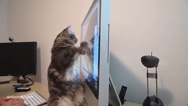 Yoshi loves iMac смотреть онлайн