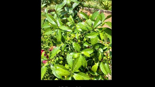 Huawei P50 Pro vs iPhone 12 Pro Max Camera Test смотреть онлайн