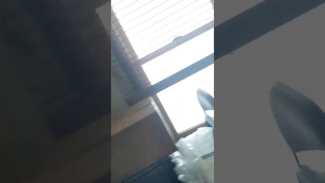 onyx, is sad that he couldn't see out the window. смотреть онлайн