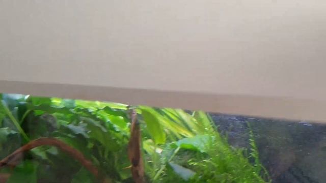 Eheim diffusor (Venturi) on Aquael Ultramax 1500 external filter for 160 cm riverstream tank смотреть онлайн