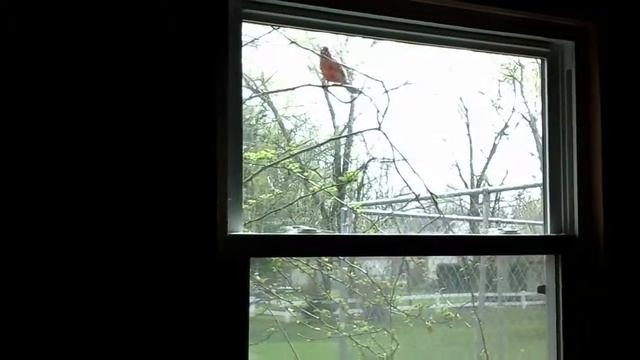 Cardinal who constantly taps at back window смотреть онлайн
