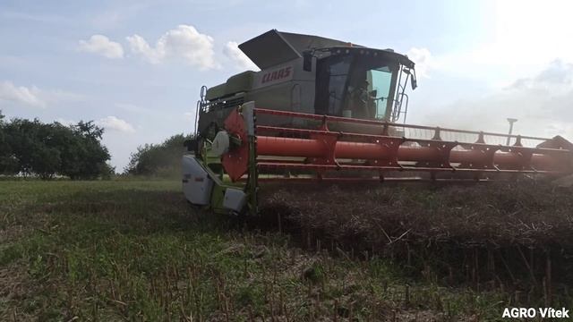 Sečení řepky s New Holland CSX7080 a Claas Lexion 670 смотреть онлайн