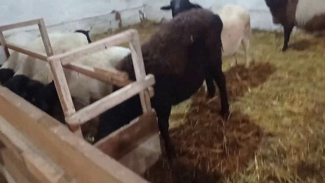 вес ягненка в один месяц смотреть онлайн