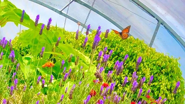 butterfly / butterflies - umi / queen naija (cover) смотреть онлайн