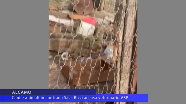 Alcamo, canile contrada Sasi. Rizzi, altra denuncia смотреть онлайн