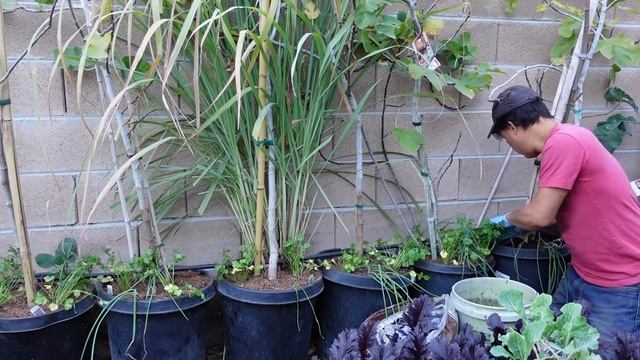 Do This to All Your Potted Fruit Trees for More Fruit Next Year смотреть онлайн