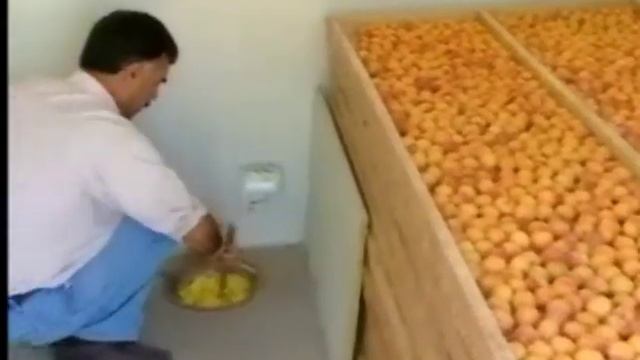 🍊Дар Исфара Кайсаро Чунин Омода(хушк)Мекунанд🍑 смотреть онлайн