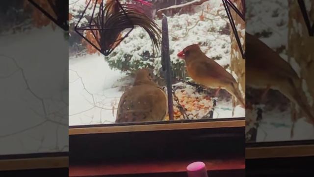 Birds At My Window Feeders, In Snow! (1/16/2024) #birds #birdwatching #birdslover #ornithology смотреть онлайн