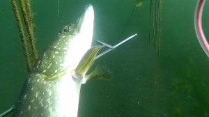 Подводная охота Подборка хороших выстрелов