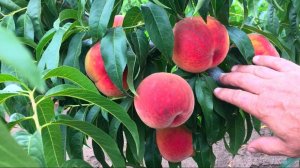 Персик весом 500 гр. - ПОСОЛ МИРА ⧸ Бьем все РЕКОРДЫ ⧸ 2020