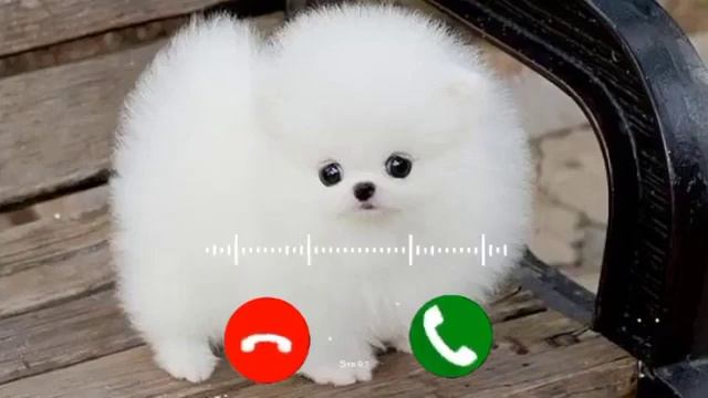 Cute Sms Ringtone 2022 || Massage Ringtone 2022 || New hit Ringtone 2022 || Iphone Ringtone 2022 || смотреть онлайн