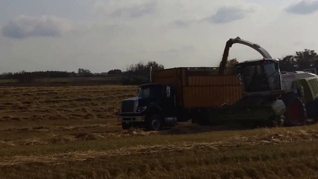 Claas jaguar 940 chopping in Saskatchewan. смотреть онлайн