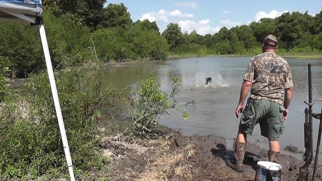 Cumberland Laser Line of Mac. HRCH title Water Test смотреть онлайн