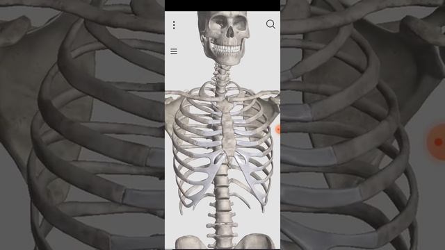 Download and install Anatomyka Skeleton смотреть онлайн