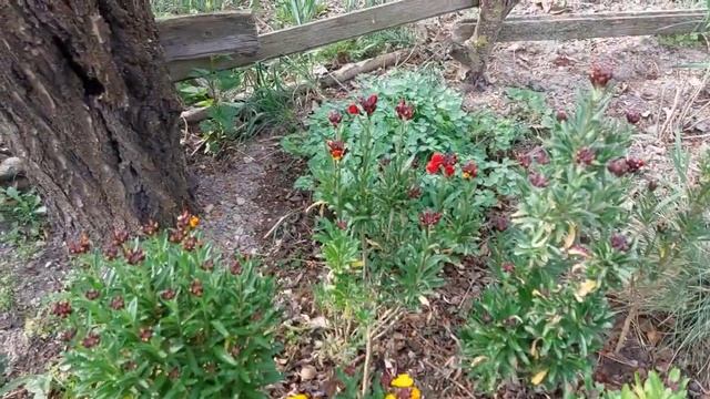 Първо косене в градината смотреть онлайн